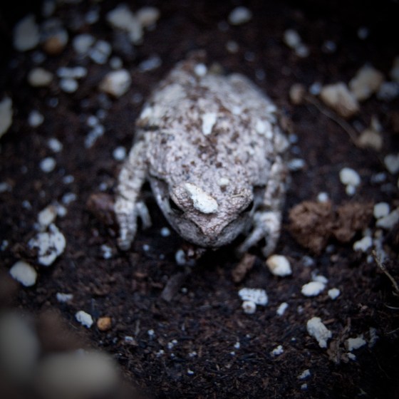 froggy, where art thou?