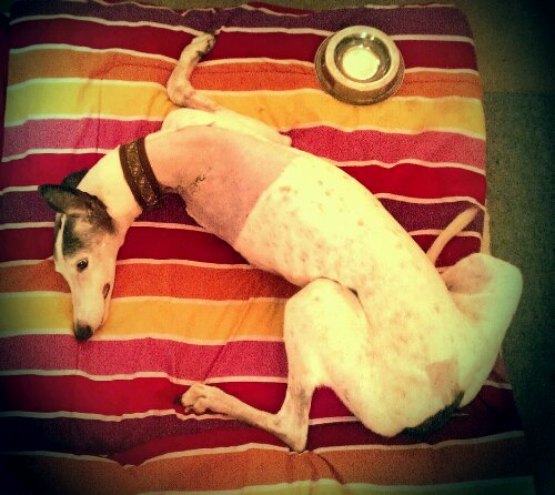 IMAG2471-2-2-1.jpg image