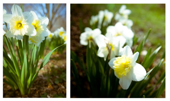 daffydowndilly-2