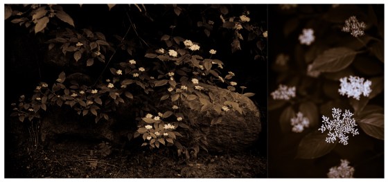 backyardimagination-2