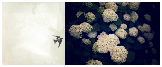 flightflowers2-2